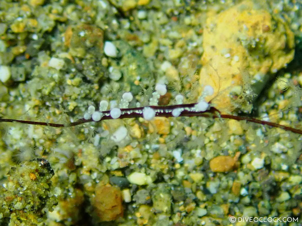 Eubranchus sp. nudibranch anilao