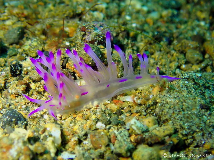 Flabellina lotos nudibranch anilao