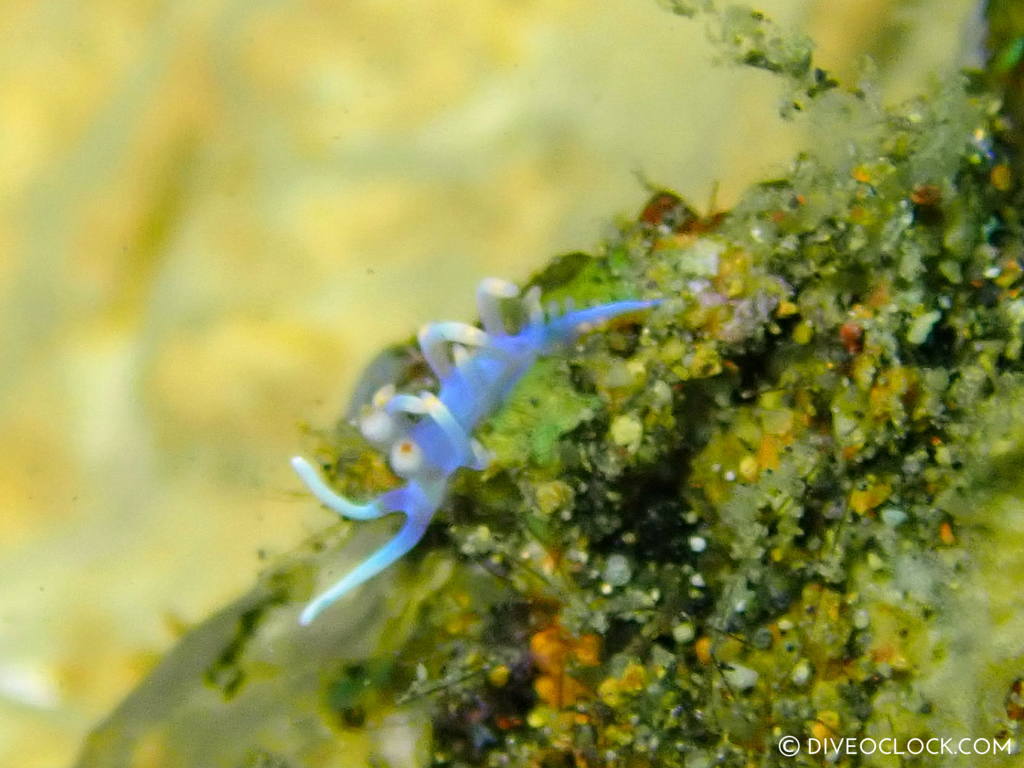 Samla bicolor nudibranch anilao