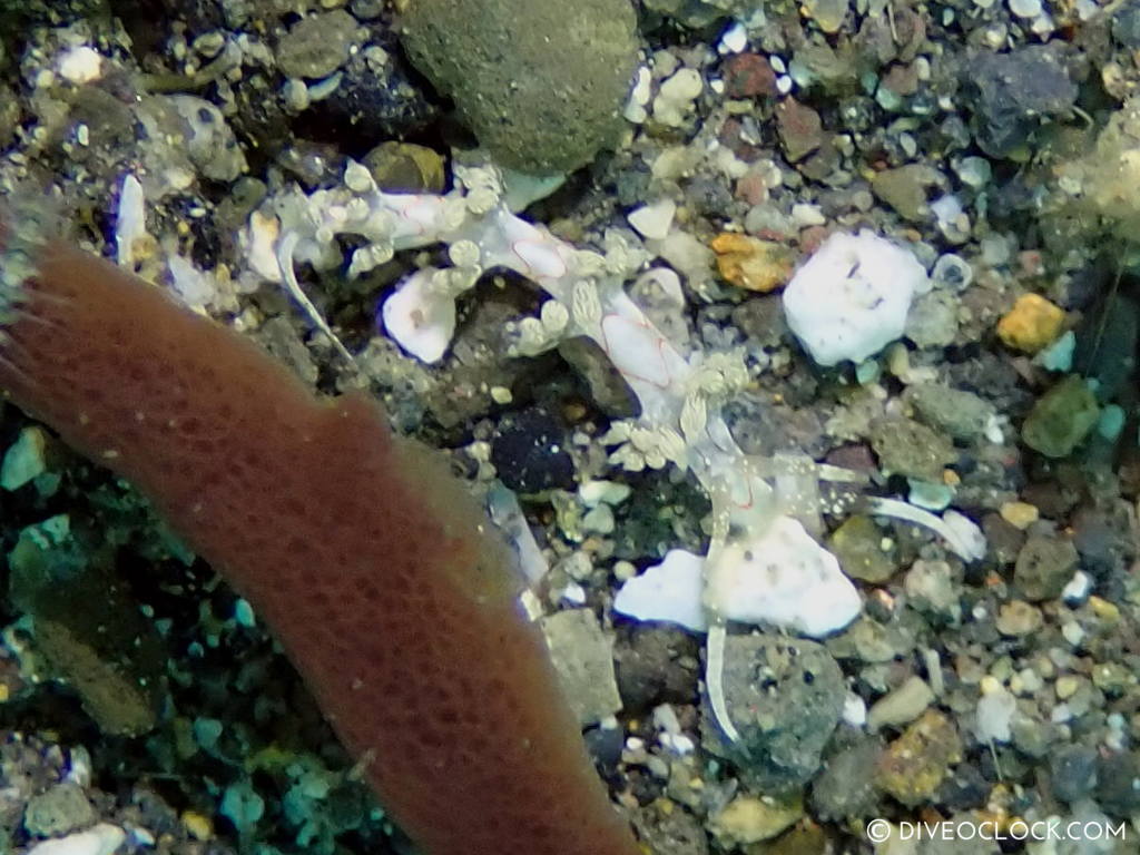 Cratena simba nudibranch anilao