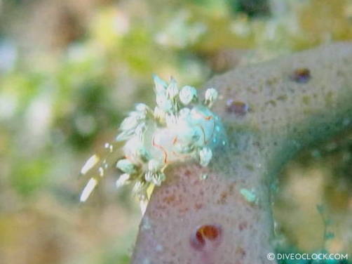 Cratena simba nudibranch anilao