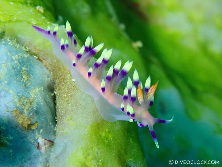 Flabellina exoptata_nudibranch anilao