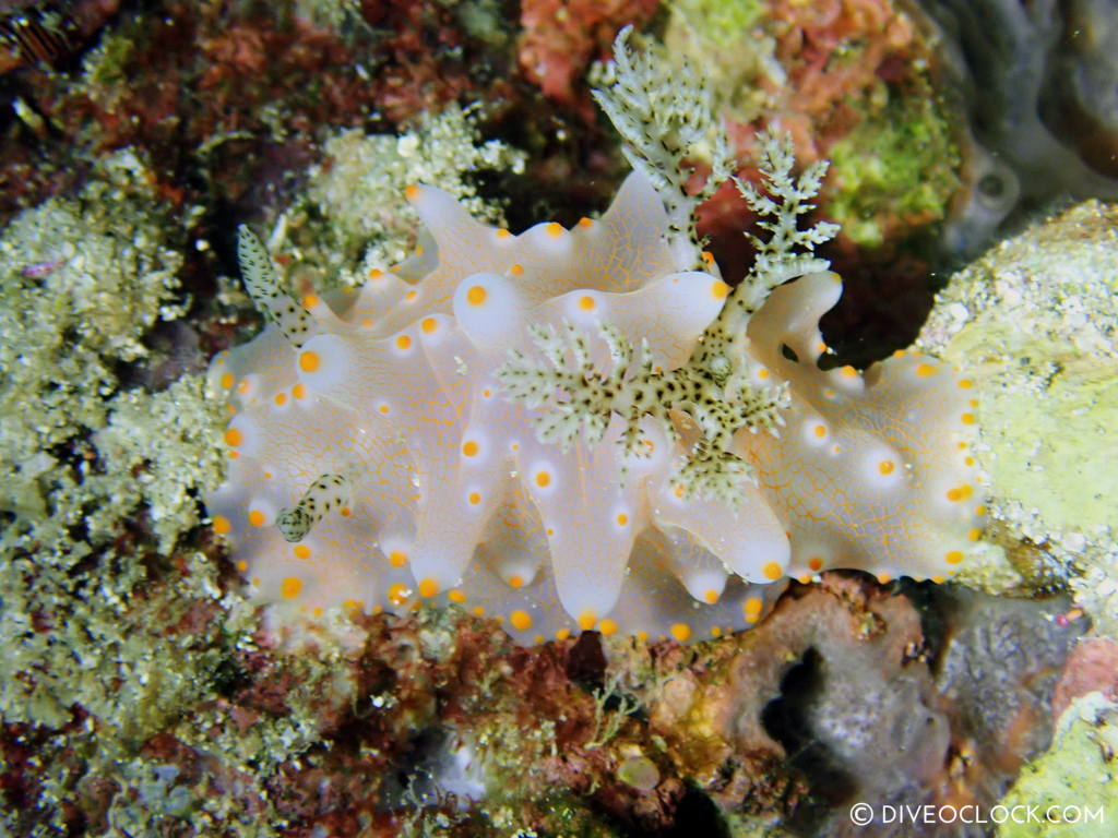 Halgerda batangas nudibranch anilao