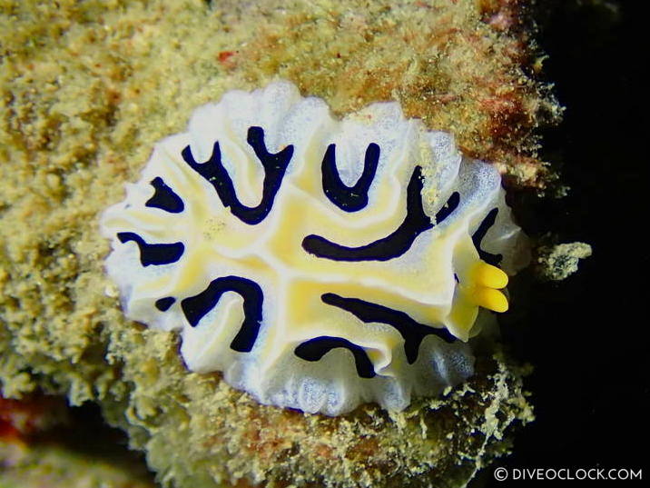 reticulidia fungia_nudibranch_species anilao