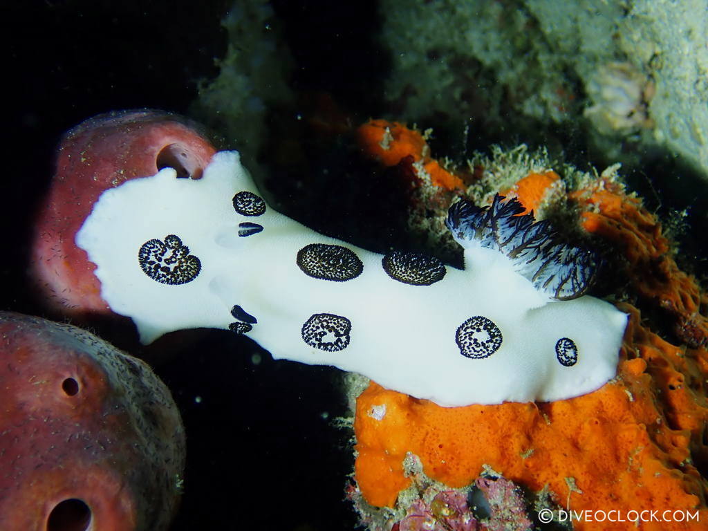 Jorunna funebris nudibranch anilao