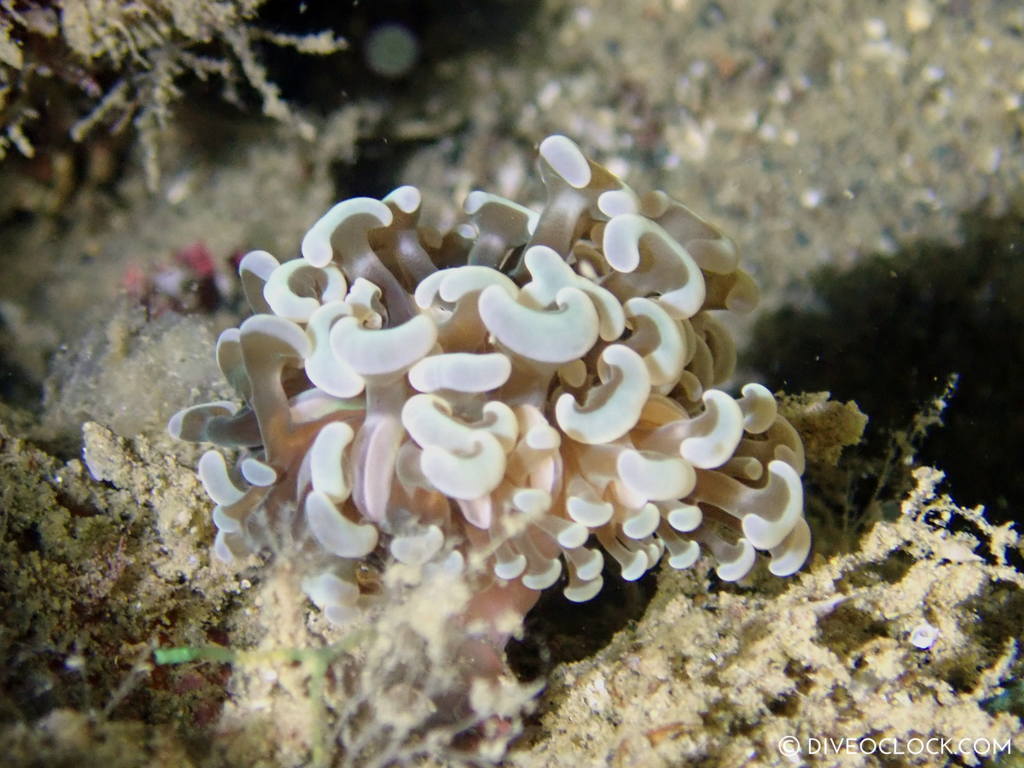 Mimic Phyllodesmium