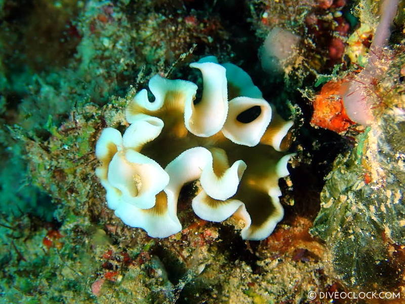 Mimic Glossodoris