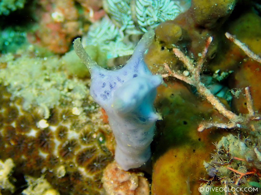 Mimic Chromodoris