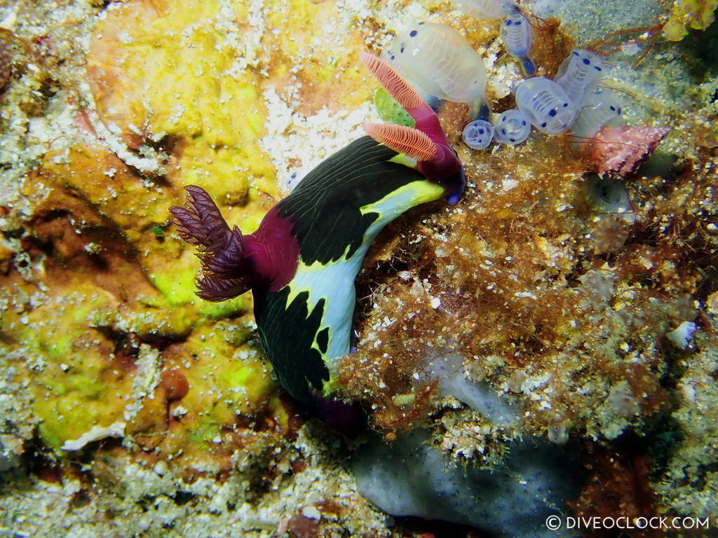 Nembrotha chamberlaini nudibranch anilao