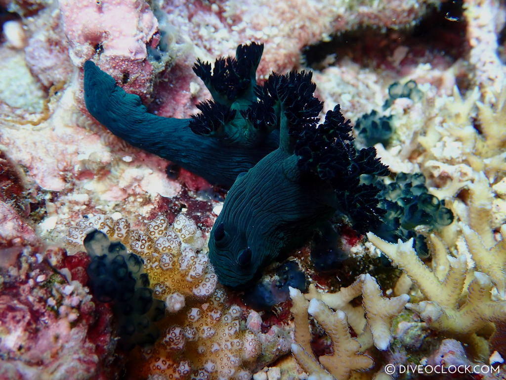 Nembrotha milleri nudibranch anilao