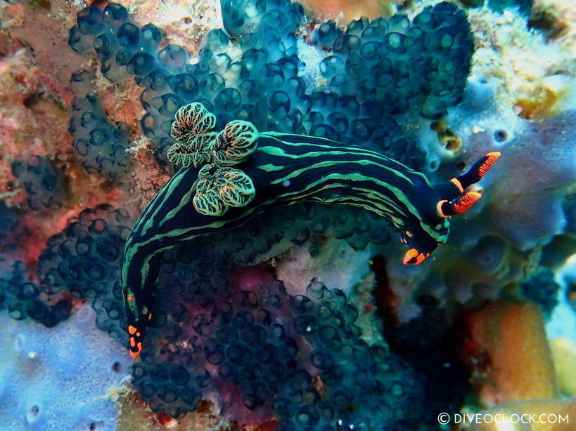 Nembrotha kubaryana nudibranch anilao