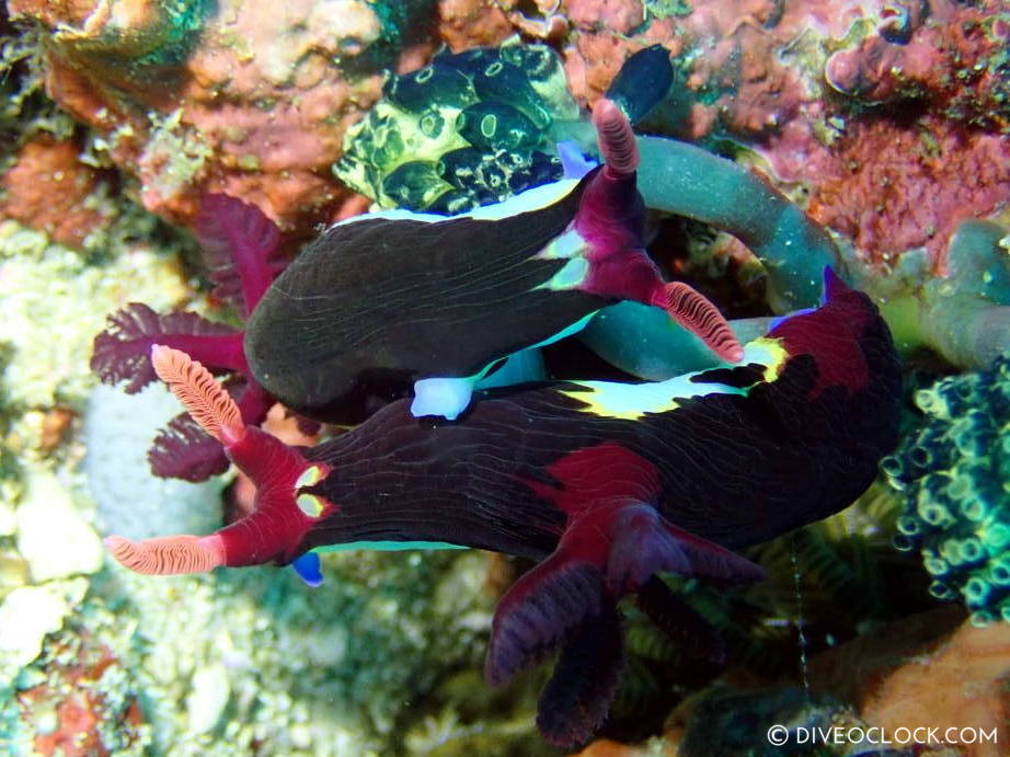 Nembrotha chamberlaini maiting nudibranch species scuba diving anilao