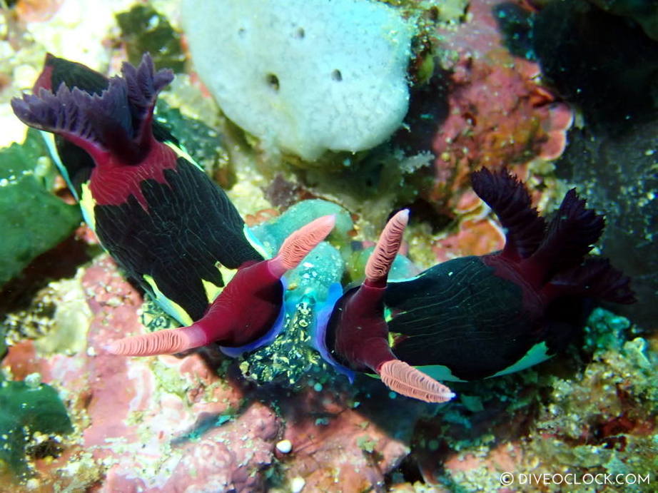 Nembrotha chamberlaini nudibranch species scuba diving anilao