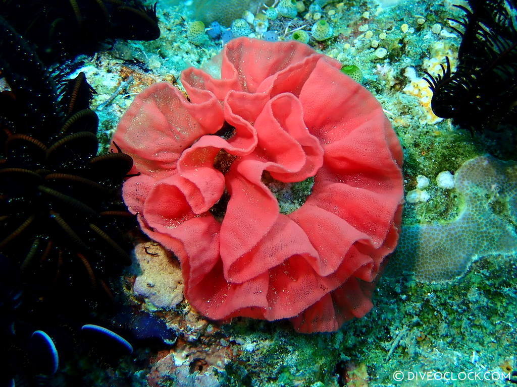 Hexabranchus sanguineus egg mass