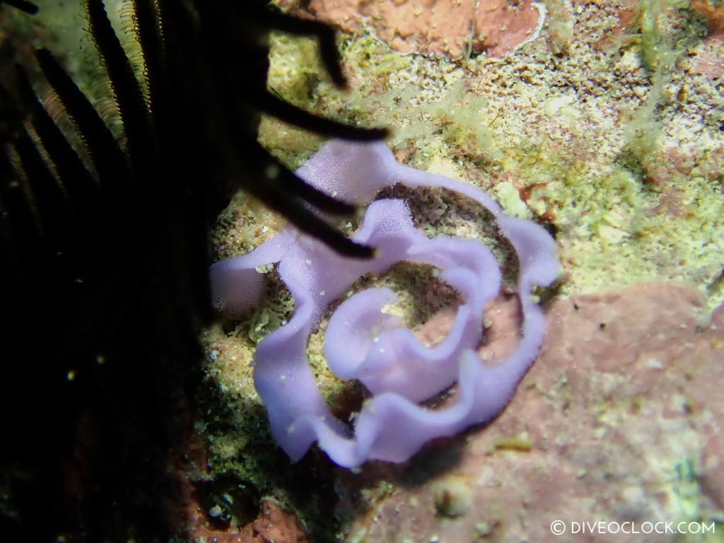 Chromodiris egg mass nudibranch