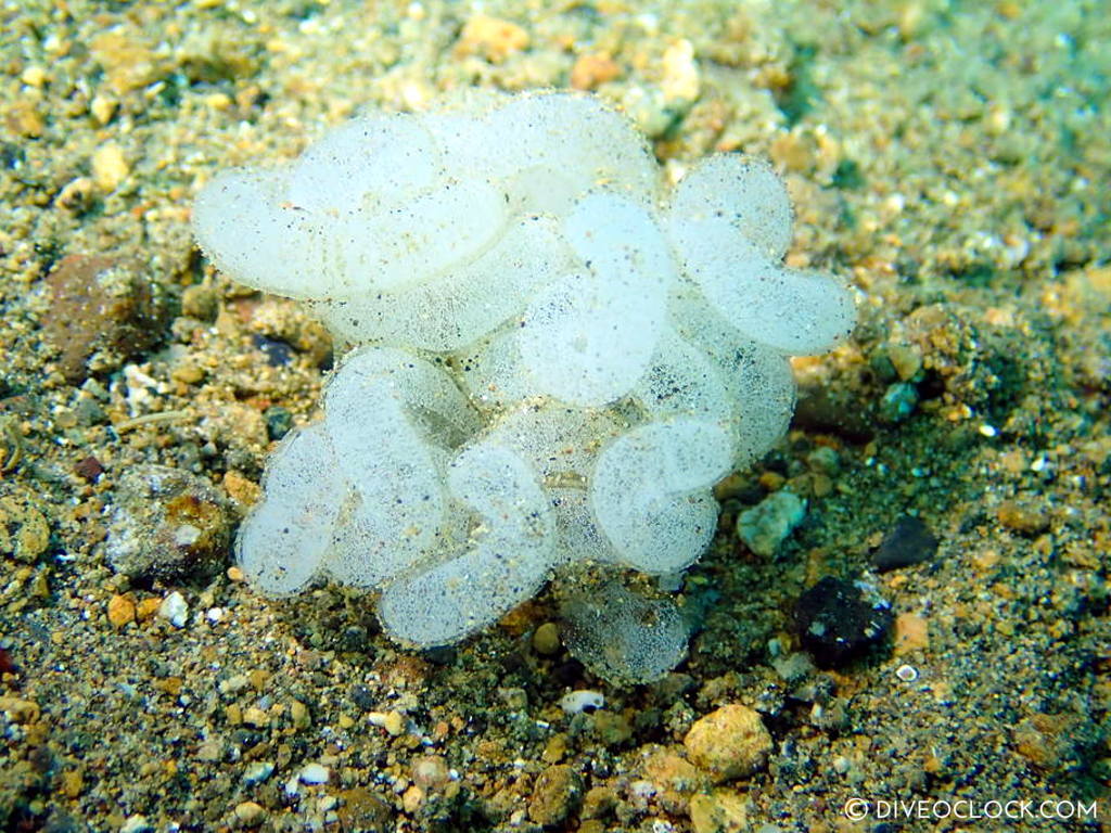 nudibranch sea slug eggs