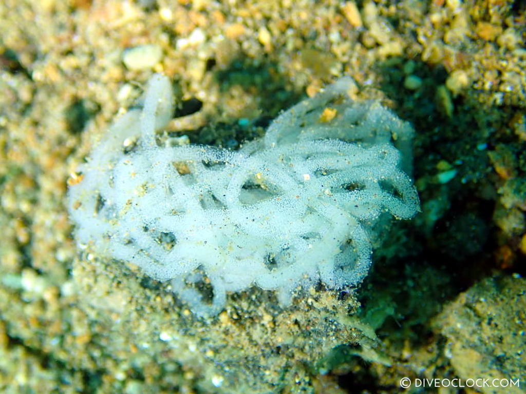 sea slug eggs