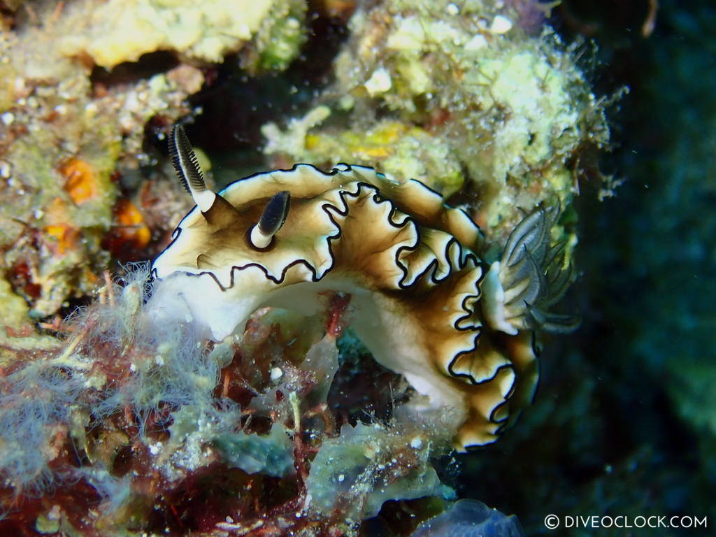 Doriprismatica atromarginata nudibranch anilao