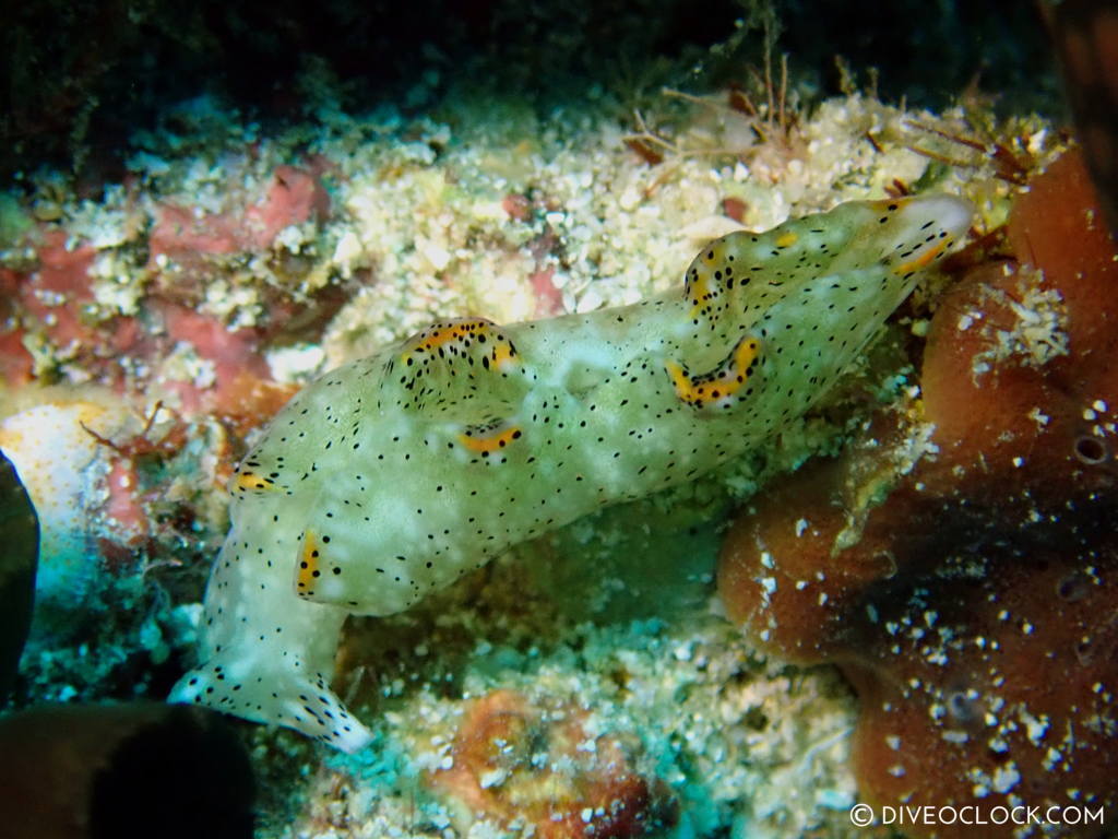 Elysia nigropunctata nudibranch anilao