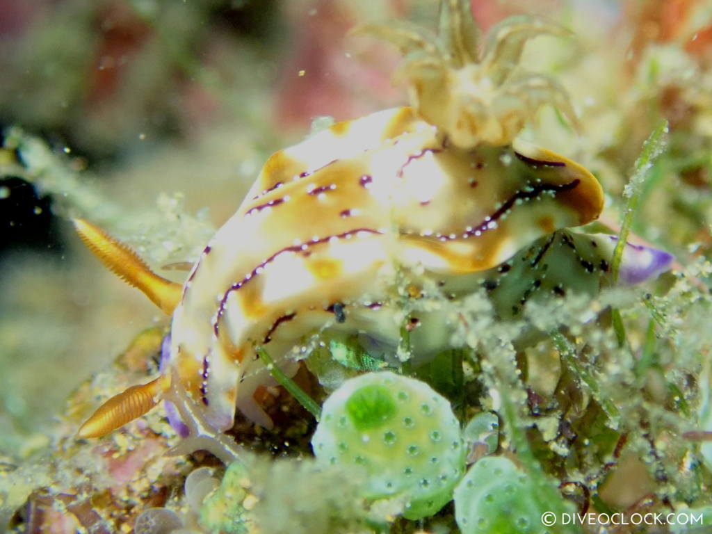 Hypselodoris krakatoa nudibranch anilao