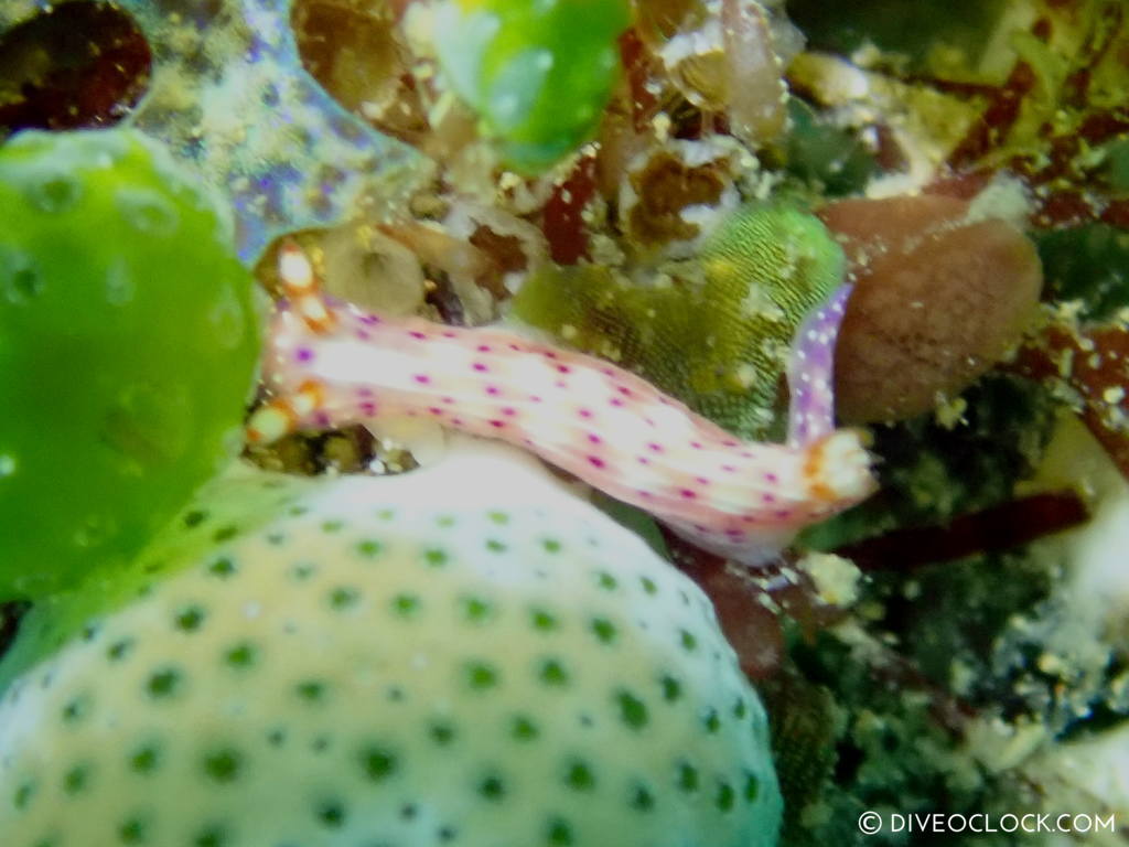 Hypselodoris decorata nudibranch anilao