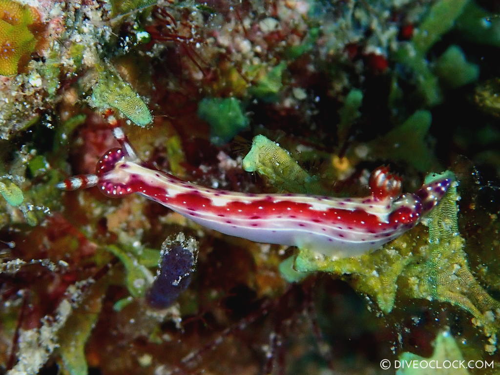 Hypselodoris decorata nudibranch anilao