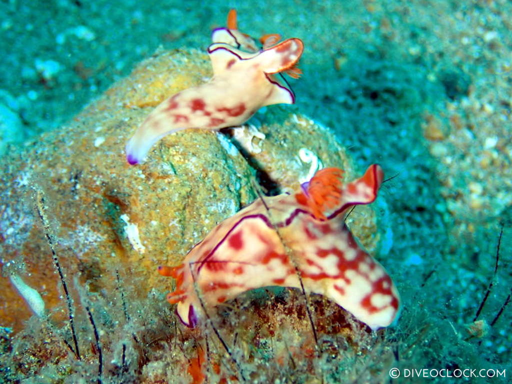 Ceratosoma trilobatum nudibranch nudibranch species scuba diving anilao