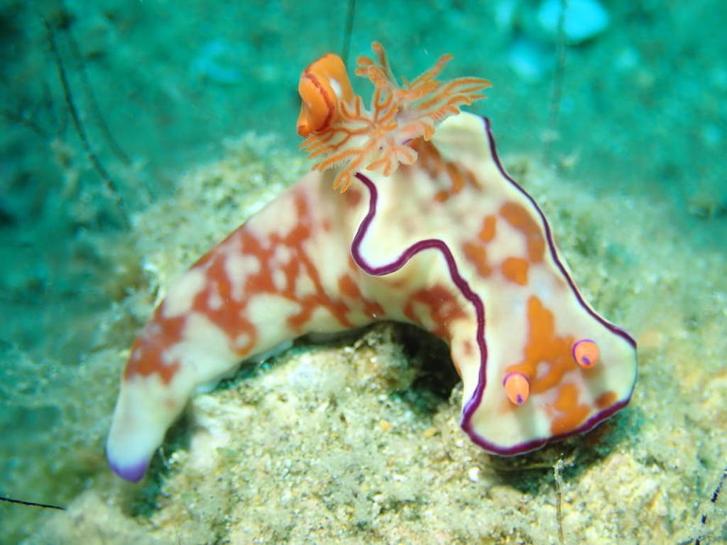 Ceratosoma trilobatum nudibranch anilao