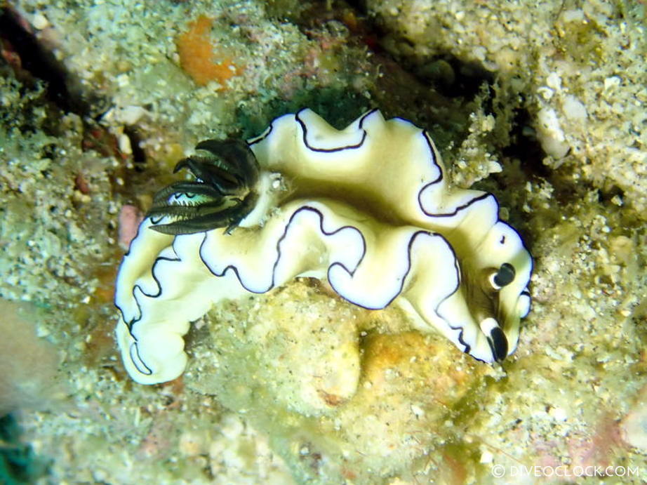 Doriprismatica atromarginata nudibranch anilao