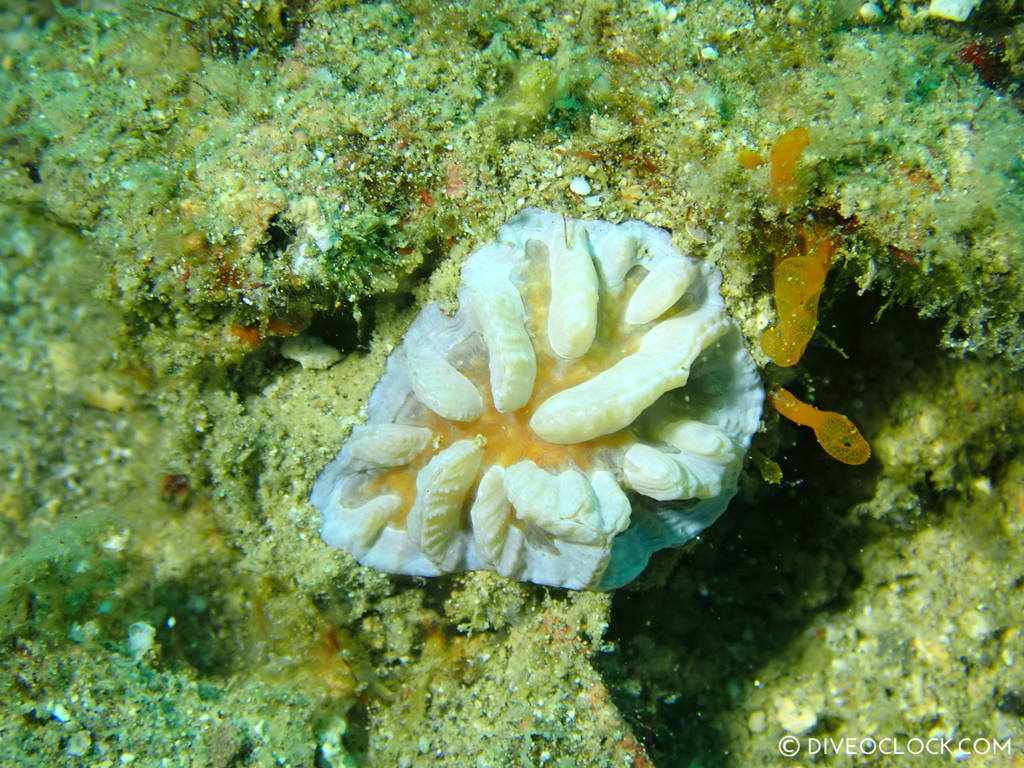Mimic Reticulidia nudibranch