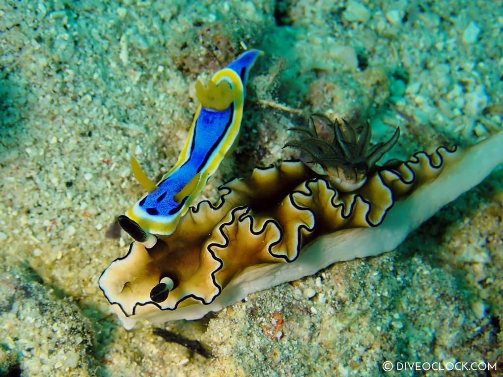 Chromodoris annae on top of Doriprismatica atromarginata nudibranch anilao