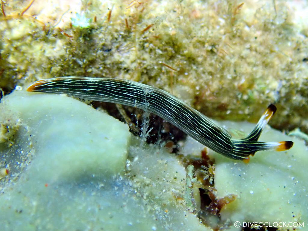 Thuridilla gracilis nudibranch anilao