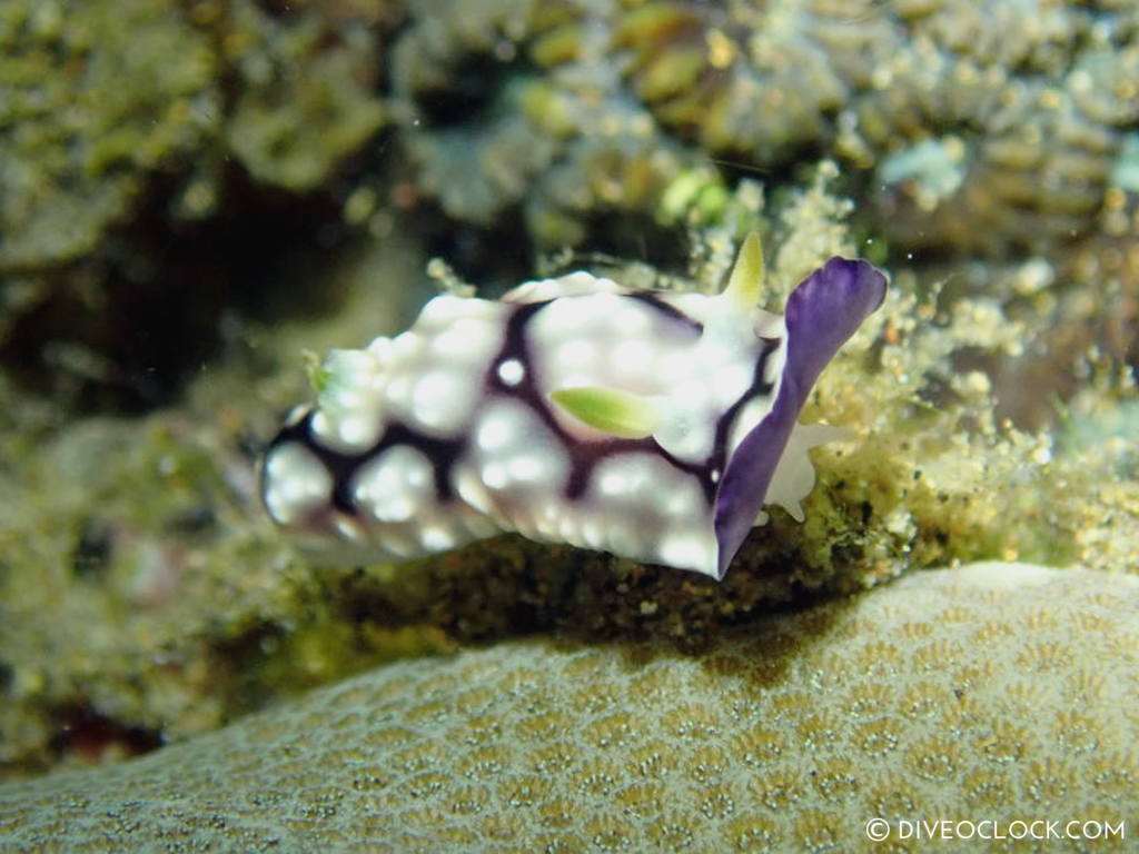 Goniobranchus geometricus nudibranch anilao