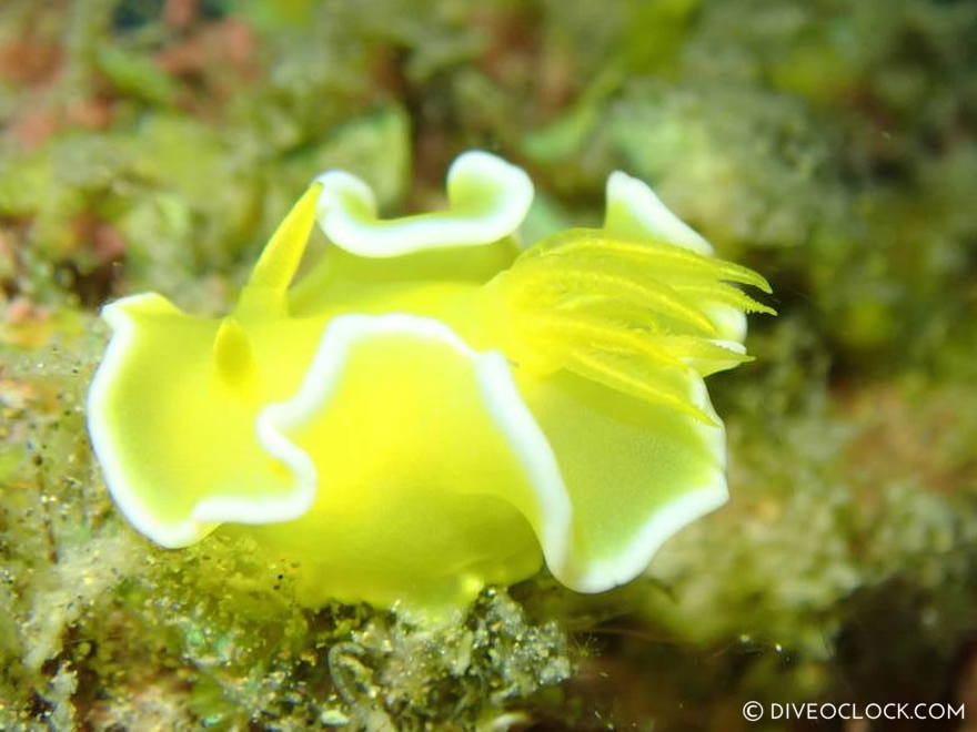 Diversidoris crocea nudibranch anilao