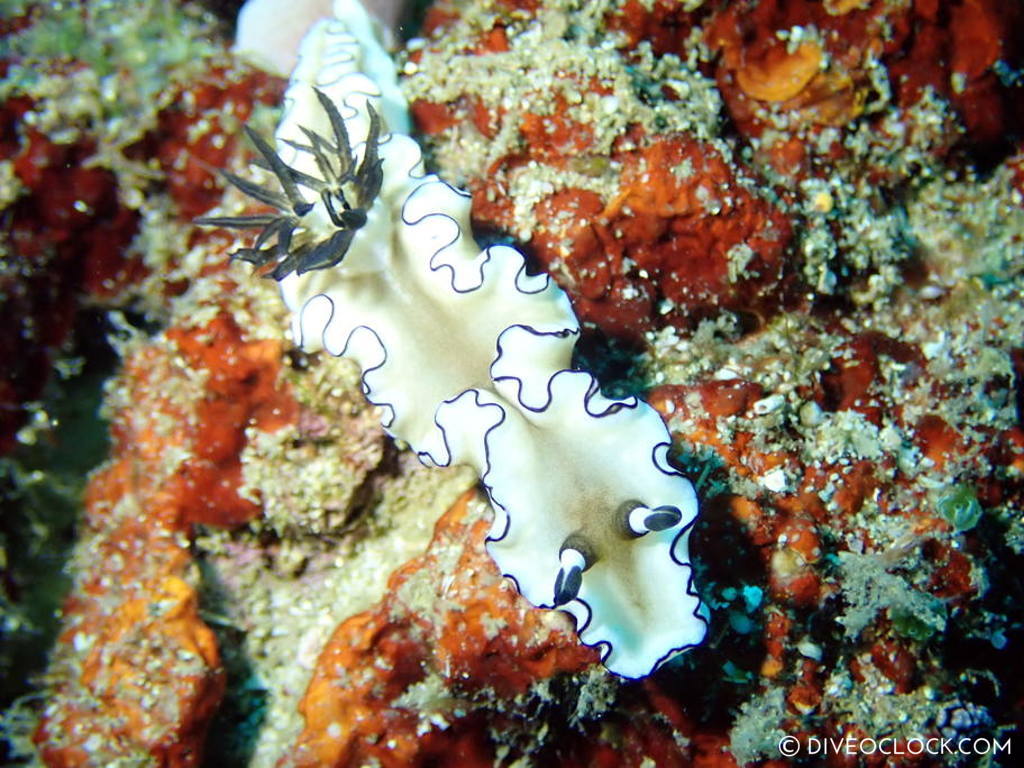 Doriprismatica atromarginata nudibranch anilao