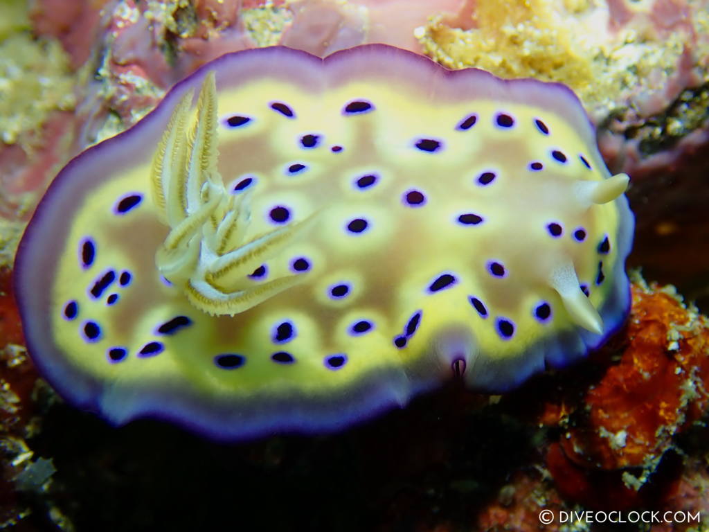 Goniobranchus kuniei nudibranch anilao