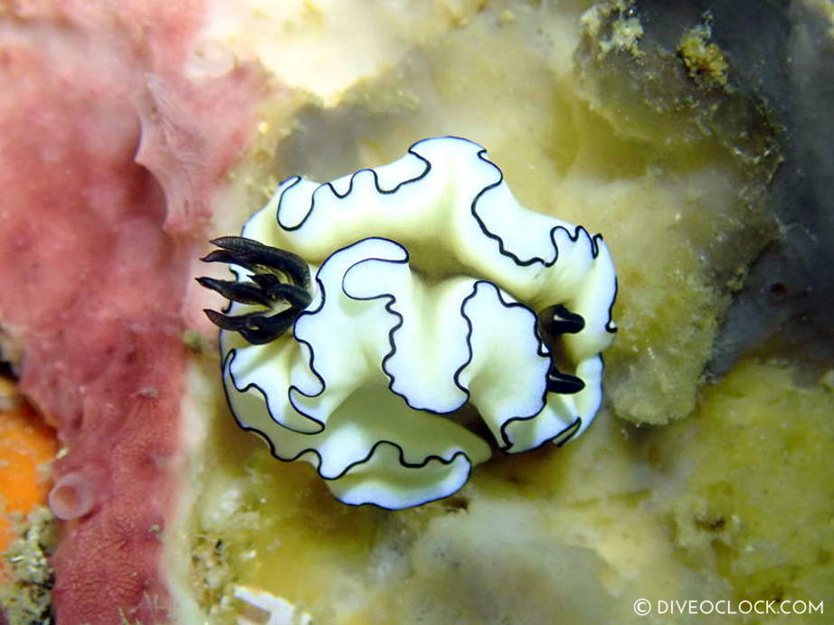 Doriprismatica atromarginata nudibranch anilao