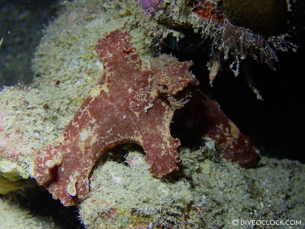 Ceratosoma gracillimum nudibranch anilao