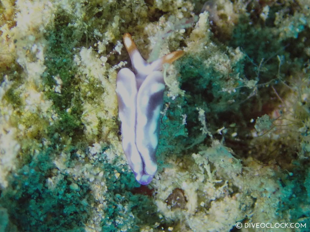 Thuridilla albopustulosa nudibranch anilao