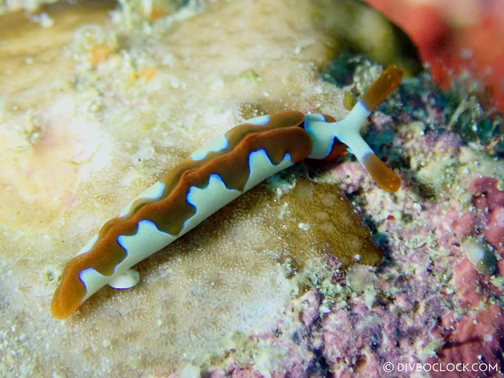 Thuridilla undula nudibranch anilao