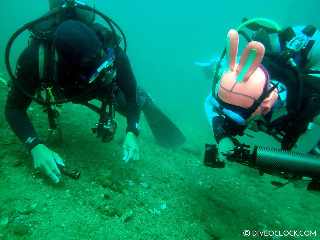 tiny nudibranchs in anilao