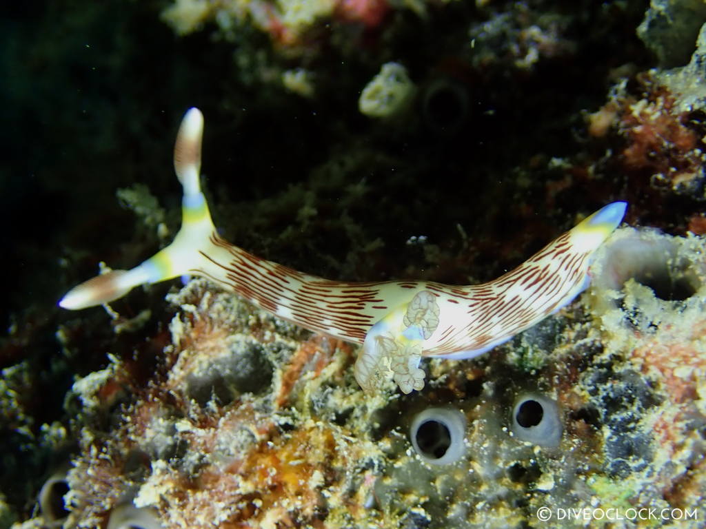 Nembrotha lineolata nudibranch anilao