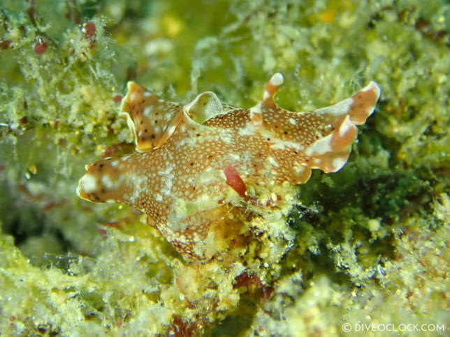 Aplysia oculifera nudibranch anilao