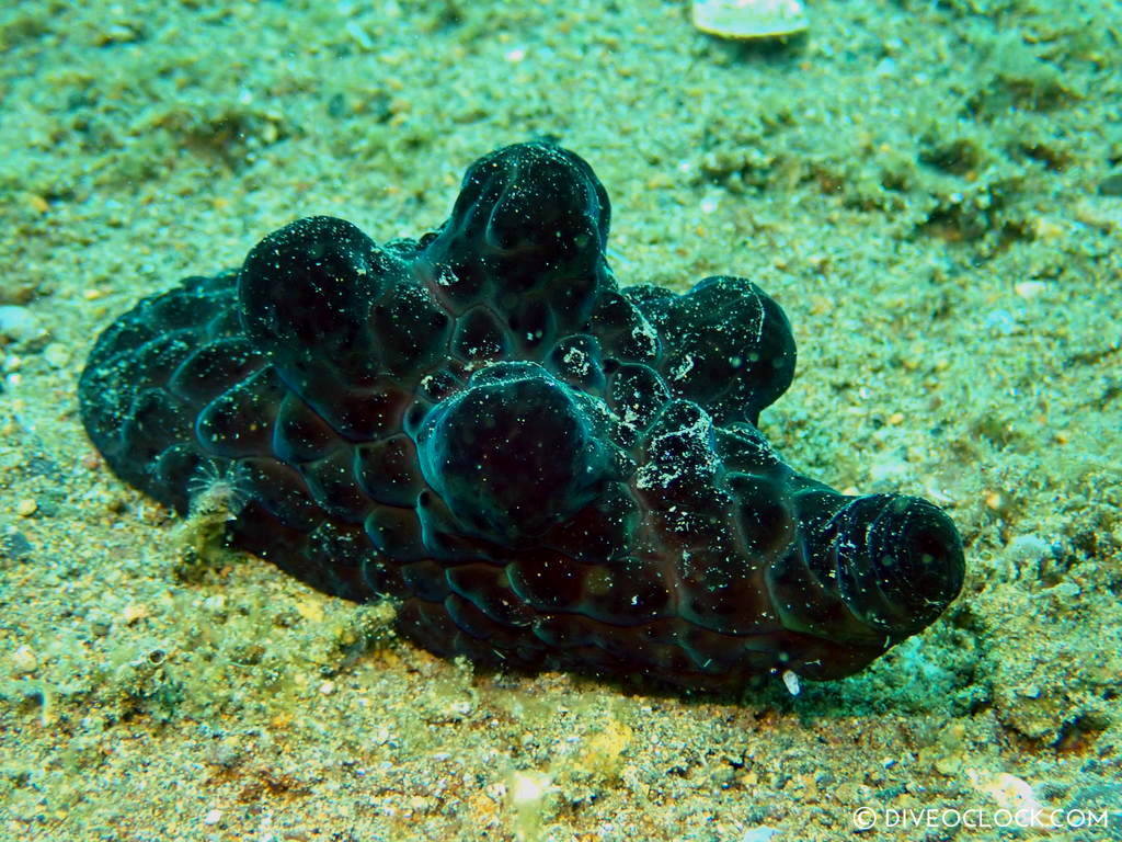 Coriocella nigra black sea slug bumps barbapapa snail nudibranch anilao