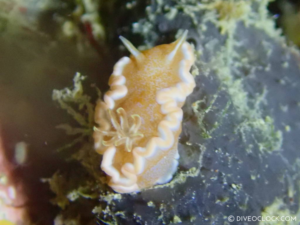Glossodoris rufomarginata nudibranch anilao