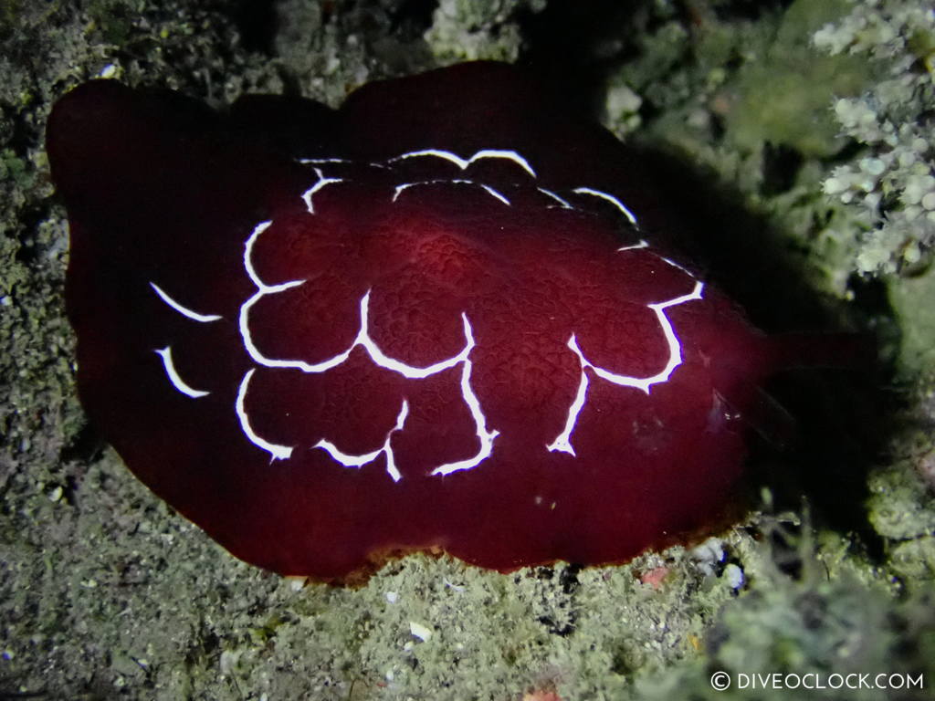 Pleurobranchus forskalii nudibranch anilao