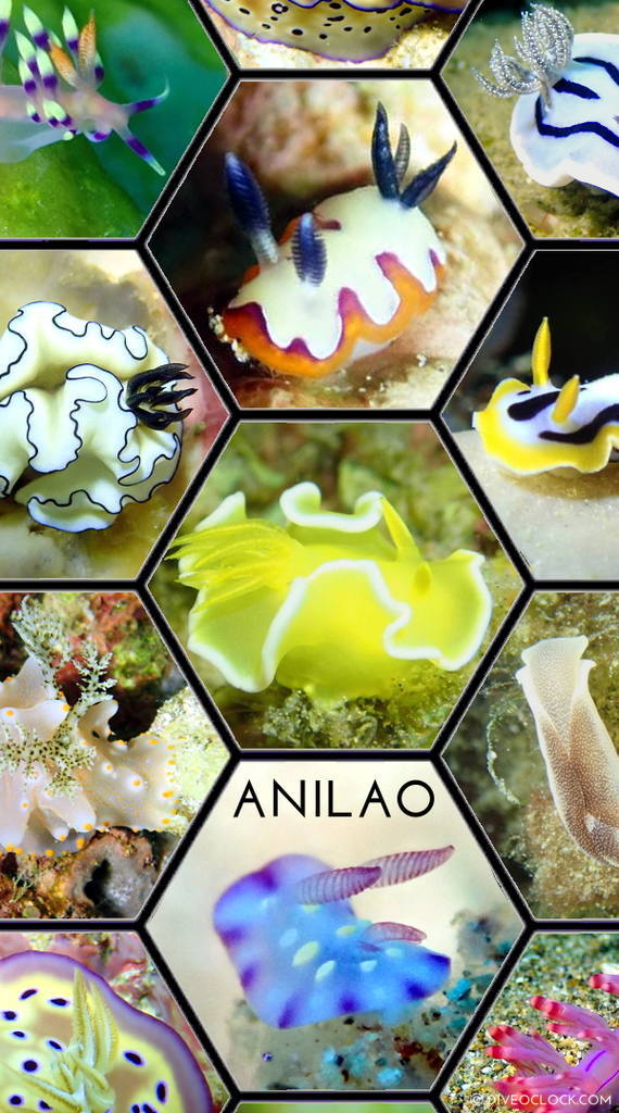 100 Stunning Nudibranchs of Anilao - Nudibranch Capital of The World