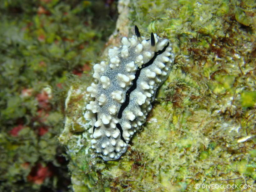 Phyllidia rudmani nudibranch anilao