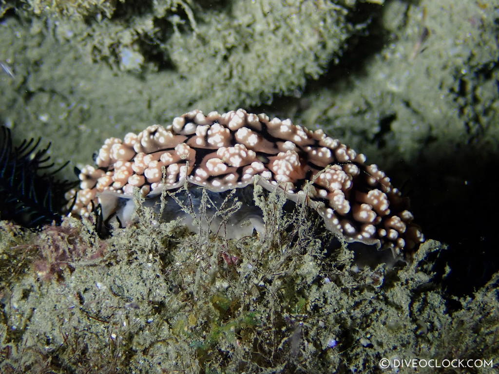 Phyllidia fissuratus nudibranch anilao