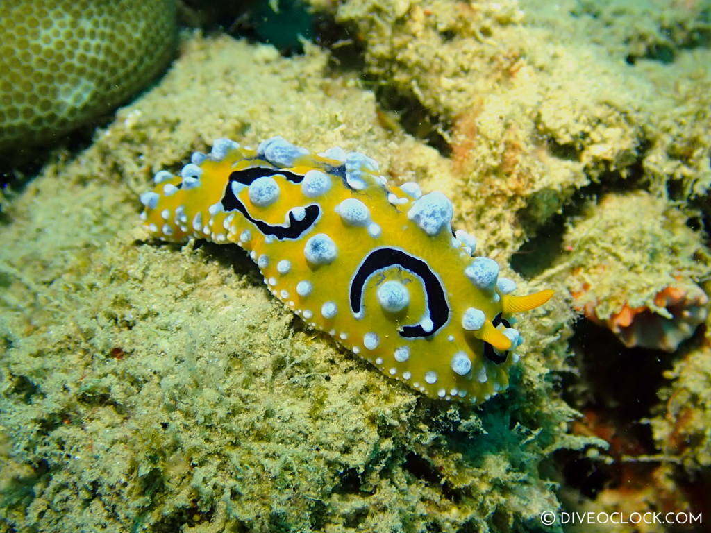 Phyllidia_ocellata nudibranch anilao